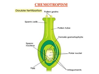 CHEMOTROPISM
 