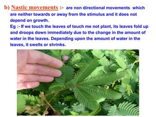 b) Nastic movements :- are non directional movements which
are neither towards or away from the stimulus and it does not
depend on growth.
Eg :- If we touch the leaves of touch me not plant, its leaves fold up
and droops down immediately due to the change in the amount of
water in the leaves. Depending upon the amount of water in the
leaves, it swells or shrinks.
 
