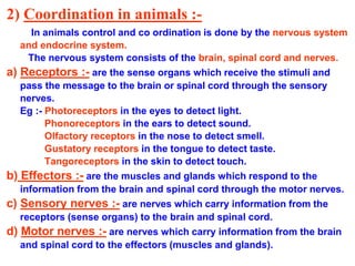 2) Coordination in animals :-
In animals control and co ordination is done by the nervous system
and endocrine system.
The nervous system consists of the brain, spinal cord and nerves.
a) Receptors :- are the sense organs which receive the stimuli and
pass the message to the brain or spinal cord through the sensory
nerves.
Eg :- Photoreceptors in the eyes to detect light.
Phonoreceptors in the ears to detect sound.
Olfactory receptors in the nose to detect smell.
Gustatory receptors in the tongue to detect taste.
Tangoreceptors in the skin to detect touch.
b) Effectors :- are the muscles and glands which respond to the
information from the brain and spinal cord through the motor nerves.
c) Sensory nerves :- are nerves which carry information from the
receptors (sense organs) to the brain and spinal cord.
d) Motor nerves :- are nerves which carry information from the brain
and spinal cord to the effectors (muscles and glands).
 