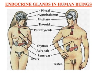 ENDOCRINE GLANDS IN HUMAN BEINGS
 