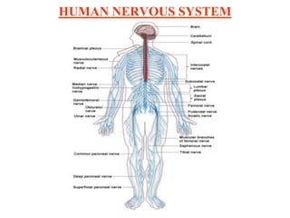 HUMAN NERVOUS SYSTEM
 