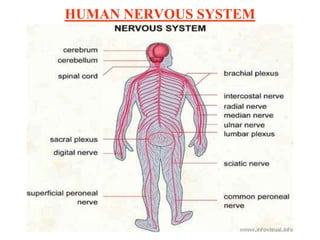 HUMAN NERVOUS SYSTEM
 
