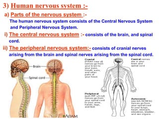 3) Human nervous system :-
a) Parts of the nervous system :-
The human nervous system consists of the Central Nervous System
and Peripheral Nervous System.
i) The central nervous system :- consists of the brain, and spinal
cord.
ii) The peripheral nervous system:- consists of cranial nerves
arising from the brain and spinal nerves arising from the spinal cord.
 
