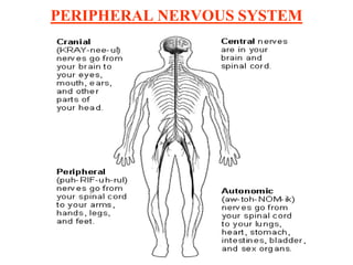 PERIPHERAL NERVOUS SYSTEM
 