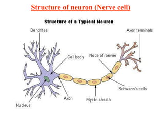 Structure of neuron (Nerve cell)
 
