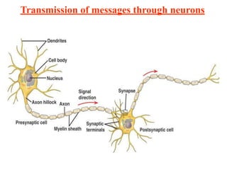 Transmission of messages through neurons
 