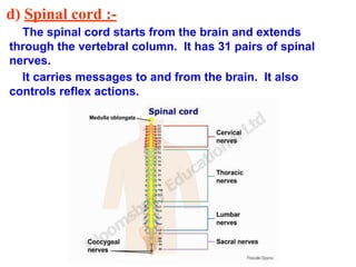 d) Spinal cord :-
The spinal cord starts from the brain and extends
through the vertebral column. It has 31 pairs of spinal
nerves.
It carries messages to and from the brain. It also
controls reflex actions.
 