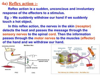 4a) Reflex action :-
Reflex action is a sudden, unconcious and involuntary
response of the effectors to a stimulus.
Eg :- We suddenly withdraw our hand if we suddenly
touch a hot object.
In this reflex action, the nerves in the skin (receptor)
detects the heat and passes the message through the
sensory nerves to the spinal cord. Then the information
passes through the motor nerves to the muscles (effector)
of the hand and we withdraw our hand.
 