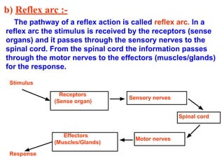 b) Reflex arc :-
The pathway of a reflex action is called reflex arc. In a
reflex arc the stimulus is received by the receptors (sense
organs) and it passes through the sensory nerves to the
spinal cord. From the spinal cord the information passes
through the motor nerves to the effectors (muscles/glands)
for the response.
Stimulus
Response
Receptors
(Sense organ)
Effectors
(Muscles/Glands)
Sensory nerves
Motor nerves
Spinal cord
 