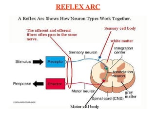 REFLEX ARC
 