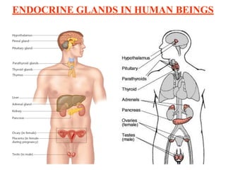 ENDOCRINE GLANDS IN HUMAN BEINGS
 