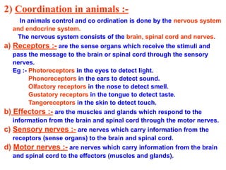 2) Coordination in animals :-
In animals control and co ordination is done by the nervous system
and endocrine system.
The nervous system consists of the brain, spinal cord and nerves.
a) Receptors :- are the sense organs which receive the stimuli and
pass the message to the brain or spinal cord through the sensory
nerves.
Eg :- Photoreceptors in the eyes to detect light.
Phonoreceptors in the ears to detect sound.
Olfactory receptors in the nose to detect smell.
Gustatory receptors in the tongue to detect taste.
Tangoreceptors in the skin to detect touch.
b) Effectors :- are the muscles and glands which respond to the
information from the brain and spinal cord through the motor nerves.
c) Sensory nerves :- are nerves which carry information from the
receptors (sense organs) to the brain and spinal cord.
d) Motor nerves :- are nerves which carry information from the brain
and spinal cord to the effectors (muscles and glands).
 