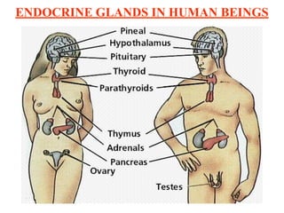 ENDOCRINE GLANDS IN HUMAN BEINGS
 