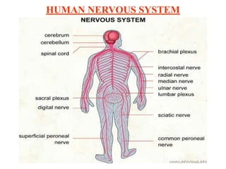 HUMAN NERVOUS SYSTEM
 