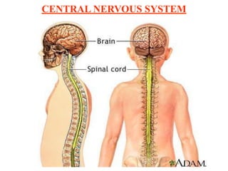 CENTRAL NERVOUS SYSTEM
 