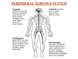 PERIPHERAL NERVOUS SYSTEM
 