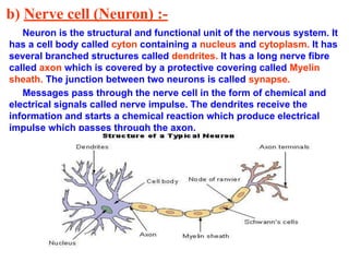 b) Nerve cell (Neuron) :-
Neuron is the structural and functional unit of the nervous system. It
has a cell body called cyton containing a nucleus and cytoplasm. It has
several branched structures called dendrites. It has a long nerve fibre
called axon which is covered by a protective covering called Myelin
sheath. The junction between two neurons is called synapse.
Messages pass through the nerve cell in the form of chemical and
electrical signals called nerve impulse. The dendrites receive the
information and starts a chemical reaction which produce electrical
impulse which passes through the axon.
 