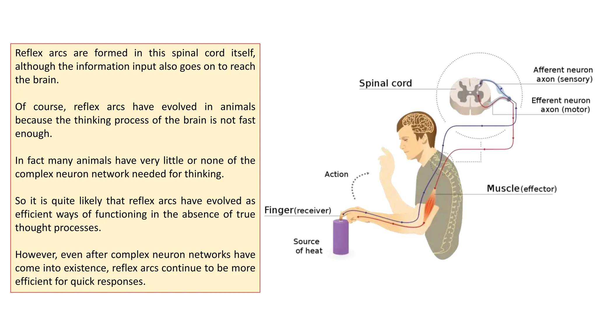 Reflex arcs are formed in this spinal cord itself,
although the information input also goes on to reach
the brain.
Of course, reflex arcs have evolved in animals
because the thinking process of the brain is not fast
enough.
In fact many animals have very little or none of the
complex neuron network needed for thinking.
So it is quite likely that reflex arcs have evolved as
efficient ways of functioning in the absence of true
thought processes.
However, even after complex neuron networks have
come into existence, reflex arcs continue to be more
efficient for quick responses.
 