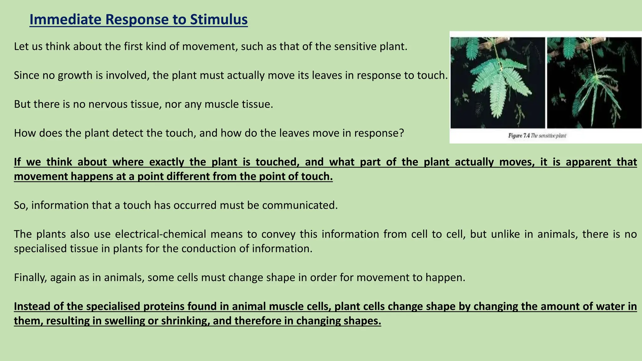 Immediate Response to Stimulus
Let us think about the first kind of movement, such as that of the sensitive plant.
Since no growth is involved, the plant must actually move its leaves in response to touch.
But there is no nervous tissue, nor any muscle tissue.
How does the plant detect the touch, and how do the leaves move in response?
If we think about where exactly the plant is touched, and what part of the plant actually moves, it is apparent that
movement happens at a point different from the point of touch.
So, information that a touch has occurred must be communicated.
The plants also use electrical-chemical means to convey this information from cell to cell, but unlike in animals, there is no
specialised tissue in plants for the conduction of information.
Finally, again as in animals, some cells must change shape in order for movement to happen.
Instead of the specialised proteins found in animal muscle cells, plant cells change shape by changing the amount of water in
them, resulting in swelling or shrinking, and therefore in changing shapes.
 