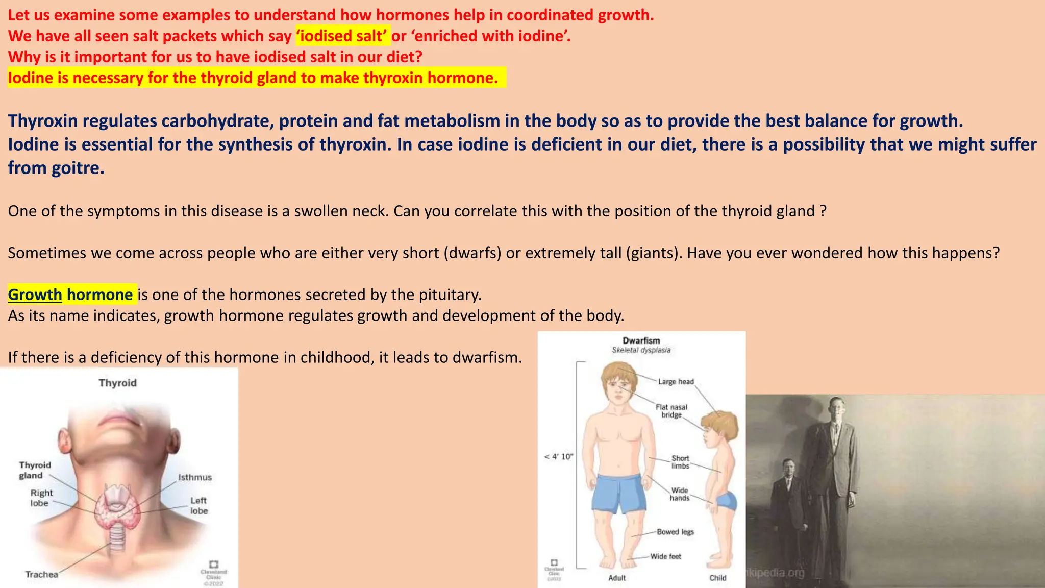 Let us examine some examples to understand how hormones help in coordinated growth.
We have all seen salt packets which say ‘iodised salt’ or ‘enriched with iodine’.
Why is it important for us to have iodised salt in our diet?
Iodine is necessary for the thyroid gland to make thyroxin hormone.
Thyroxin regulates carbohydrate, protein and fat metabolism in the body so as to provide the best balance for growth.
Iodine is essential for the synthesis of thyroxin. In case iodine is deficient in our diet, there is a possibility that we might suffer
from goitre.
One of the symptoms in this disease is a swollen neck. Can you correlate this with the position of the thyroid gland ?
Sometimes we come across people who are either very short (dwarfs) or extremely tall (giants). Have you ever wondered how this happens?
Growth hormone is one of the hormones secreted by the pituitary.
As its name indicates, growth hormone regulates growth and development of the body.
If there is a deficiency of this hormone in childhood, it leads to dwarfism.
 
