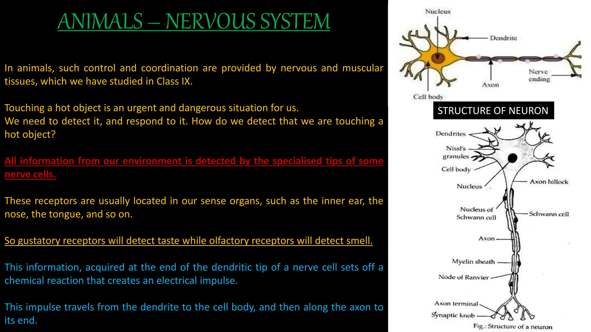 ANIMALS – NERVOUS SYSTEM
In animals, such control and coordination are provided by nervous and muscular
tissues, which we have studied in Class IX.
Touching a hot object is an urgent and dangerous situation for us.
We need to detect it, and respond to it. How do we detect that we are touching a
hot object?
All information from our environment is detected by the specialised tips of some
nerve cells.
These receptors are usually located in our sense organs, such as the inner ear, the
nose, the tongue, and so on.
So gustatory receptors will detect taste while olfactory receptors will detect smell.
This information, acquired at the end of the dendritic tip of a nerve cell sets off a
chemical reaction that creates an electrical impulse.
This impulse travels from the dendrite to the cell body, and then along the axon to
its end.
STRUCTURE OF NEURON
 