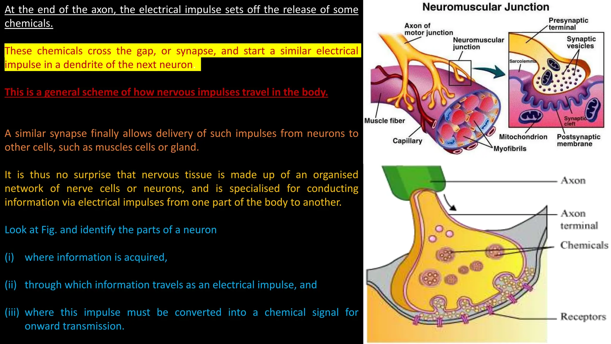 At the end of the axon, the electrical impulse sets off the release of some
chemicals.
These chemicals cross the gap, or synapse, and start a similar electrical
impulse in a dendrite of the next neuron.
This is a general scheme of how nervous impulses travel in the body.
A similar synapse finally allows delivery of such impulses from neurons to
other cells, such as muscles cells or gland.
It is thus no surprise that nervous tissue is made up of an organised
network of nerve cells or neurons, and is specialised for conducting
information via electrical impulses from one part of the body to another.
Look at Fig. and identify the parts of a neuron
(i) where information is acquired,
(ii) through which information travels as an electrical impulse, and
(iii) where this impulse must be converted into a chemical signal for
onward transmission.
 