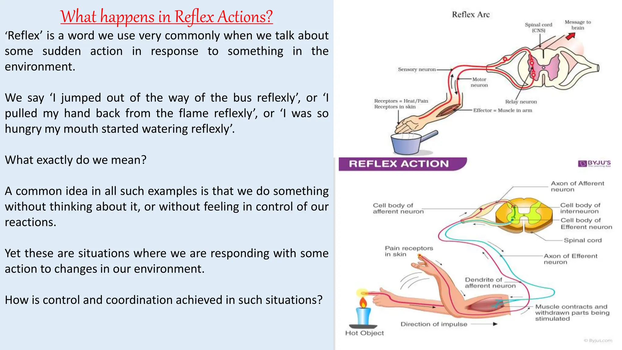 What happens in Reflex Actions?
‘Reflex’ is a word we use very commonly when we talk about
some sudden action in response to something in the
environment.
We say ‘I jumped out of the way of the bus reflexly’, or ‘I
pulled my hand back from the flame reflexly’, or ‘I was so
hungry my mouth started watering reflexly’.
What exactly do we mean?
A common idea in all such examples is that we do something
without thinking about it, or without feeling in control of our
reactions.
Yet these are situations where we are responding with some
action to changes in our environment.
How is control and coordination achieved in such situations?
 