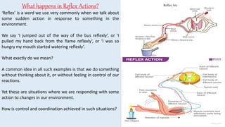 control and coordination class 10 biology | PPTX