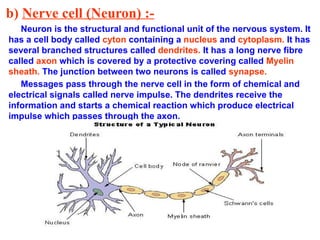 b) Nerve cell (Neuron) :-
Neuron is the structural and functional unit of the nervous system. It
has a cell body called cyton containing a nucleus and cytoplasm. It has
several branched structures called dendrites. It has a long nerve fibre
called axon which is covered by a protective covering called Myelin
sheath. The junction between two neurons is called synapse.
Messages pass through the nerve cell in the form of chemical and
electrical signals called nerve impulse. The dendrites receive the
information and starts a chemical reaction which produce electrical
impulse which passes through the axon.
 