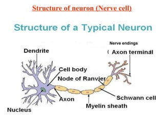 Structure of neuron (Nerve cell)
Nerve endings
( )
 
