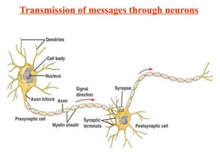 Transmission of messages through neurons
 