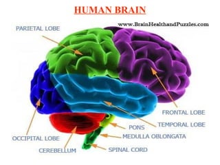 HUMAN BRAIN
 