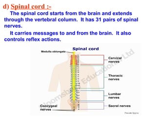 d) Spinal cord :-
The spinal cord starts from the brain and extends
through the vertebral column. It has 31 pairs of spinal
nerves.
It carries messages to and from the brain. It also
controls reflex actions.
 