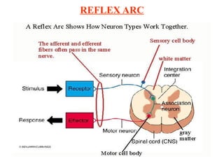 REFLEX ARC
 