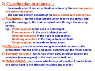 2) Coordination in animals :-
In animals control and co ordination is done by the nervous system
and endocrine system.
The nervous system consists of the brain, spinal cord and nerves.
a) Receptors :- are the sense organs which receive the stimuli and
pass the message to the brain or spinal cord through the sensory
nerves.
Eg :- Photoreceptors in the eyes to detect light.
Phonoreceptors in the ears to detect sound.
Olfactory receptors in the nose to detect smell.
Gustatory receptors in the tongue to detect taste.
Tangoreceptors in the skin to detect touch.
b) Effectors :- are the muscles and glands which respond to the
information from the brain and spinal cord through the motor nerves.
c) Sensory nerves :- are nerves which carry information from the
receptors (sense organs) to the brain and spinal cord.
d) Motor nerves :- are nerves which carry information from the brain
and spinal cord to the effectors (muscles and glands).
 