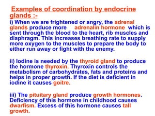 Examples of coordination by endocrine
glands :-
i) When we are frightened or angry, the adrenal
glands produce more adrenalin hormone which is
sent through the blood to the heart, rib muscles and
diaphragm. This increases breathing rate to supply
more oxygen to the muscles to prepare the body to
either run away or fight with the enemy.
ii) Iodine is needed by the thyroid gland to produce
the hormone thyroxin. Thyroxin controls the
metabolism of carbohydrates, fats and proteins and
helps in proper growth. If the diet is deficient in
iodine it causes goitre.
iii) The pituitary gland produce growth hormones.
Deficiency of this hormone in childhood causes
dwarfism. Excess of this hormone causes tall
growth.
 