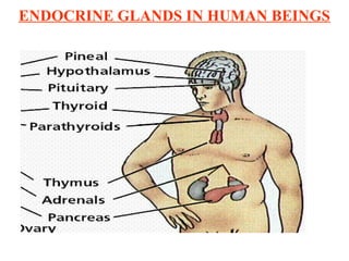 ENDOCRINE GLANDS IN HUMAN BEINGS
 