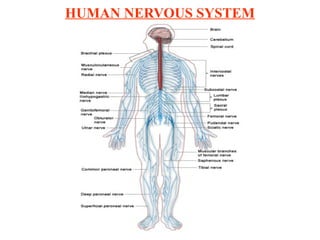 HUMAN NERVOUS SYSTEM
 