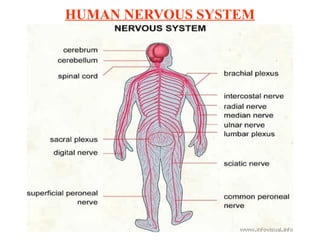 HUMAN NERVOUS SYSTEM
 