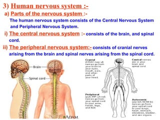 3) Human nervous system :-
a) Parts of the nervous system :-
The human nervous system consists of the Central Nervous System
and Peripheral Nervous System.
i) The central nervous system :- consists of the brain, and spinal
cord.
ii) The peripheral nervous system:- consists of cranial nerves
arising from the brain and spinal nerves arising from the spinal cord.
 