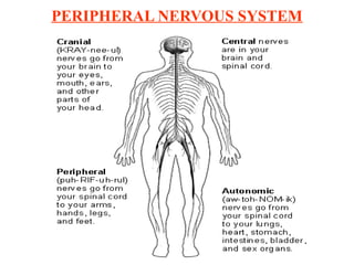 PERIPHERAL NERVOUS SYSTEM
 