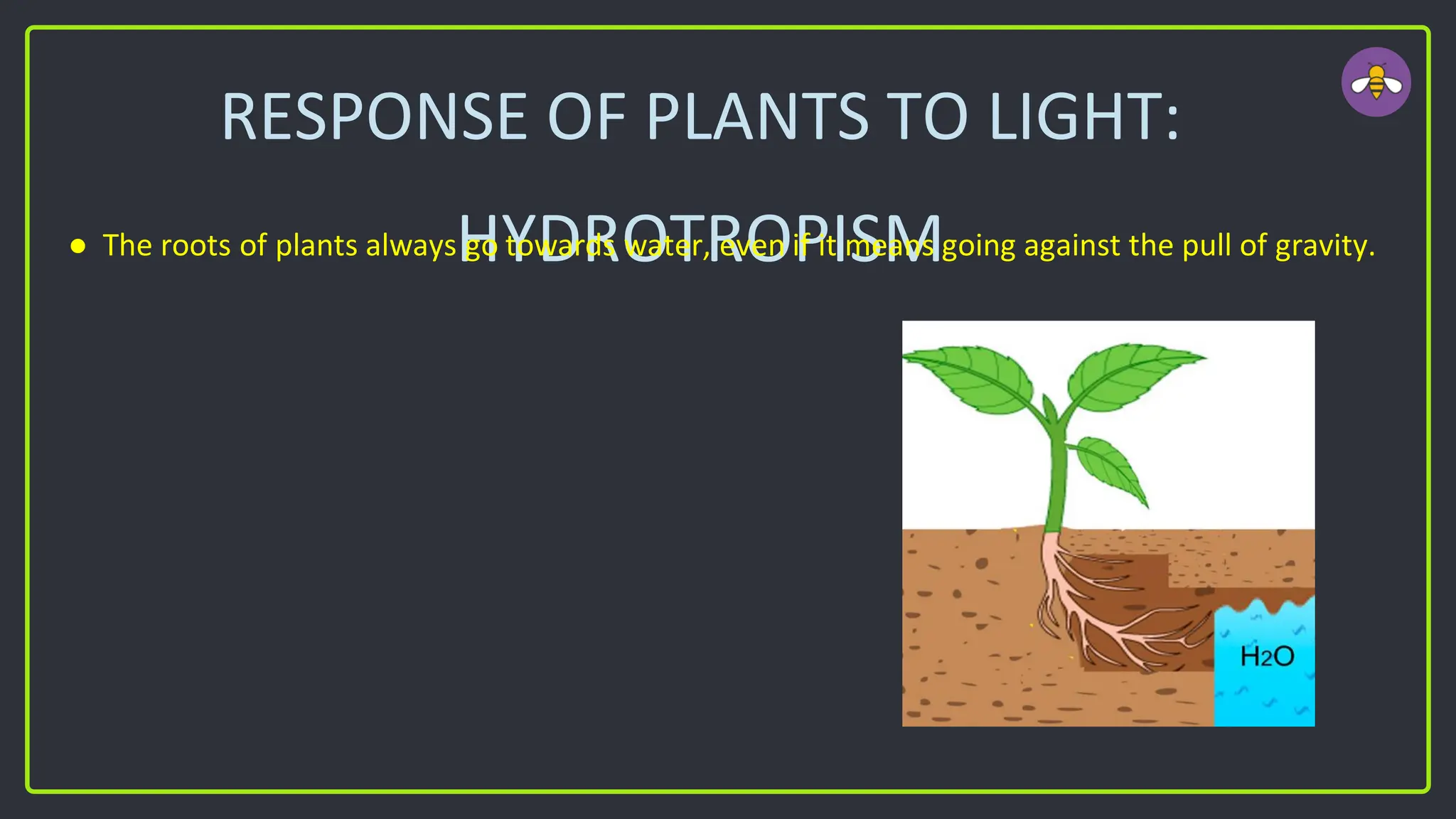 RESPONSE OF PLANTS TO LIGHT:
HYDROTROPISM
● The roots of plants always go towards water, even if it means going against the pull of gravity.
 