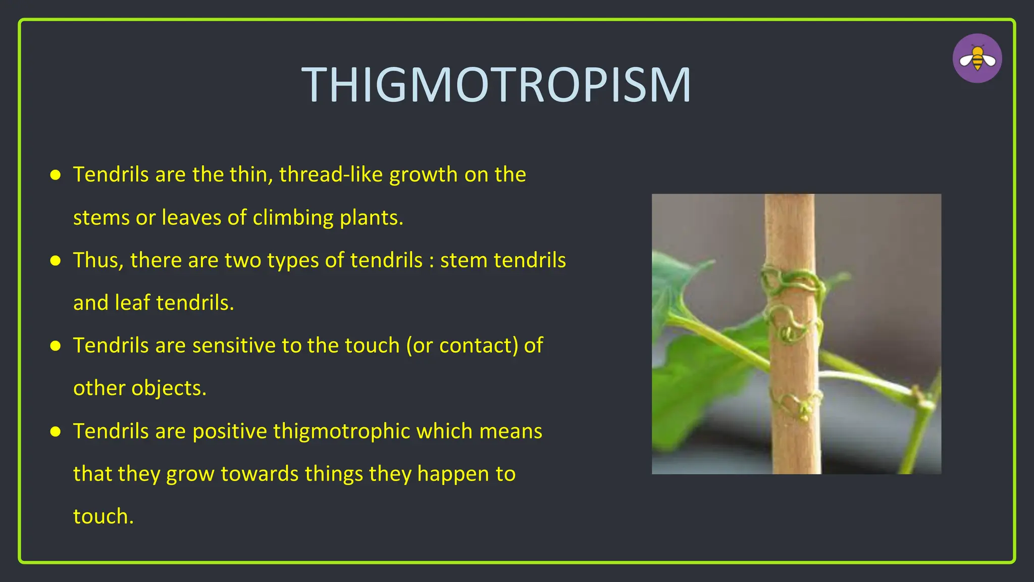 THIGMOTROPISM
● Tendrils are the thin, thread-like growth on the
stems or leaves of climbing plants.
● Thus, there are two types of tendrils : stem tendrils
and leaf tendrils.
● Tendrils are sensitive to the touch (or contact) of
other objects.
● Tendrils are positive thigmotrophic which means
that they grow towards things they happen to
touch.
 