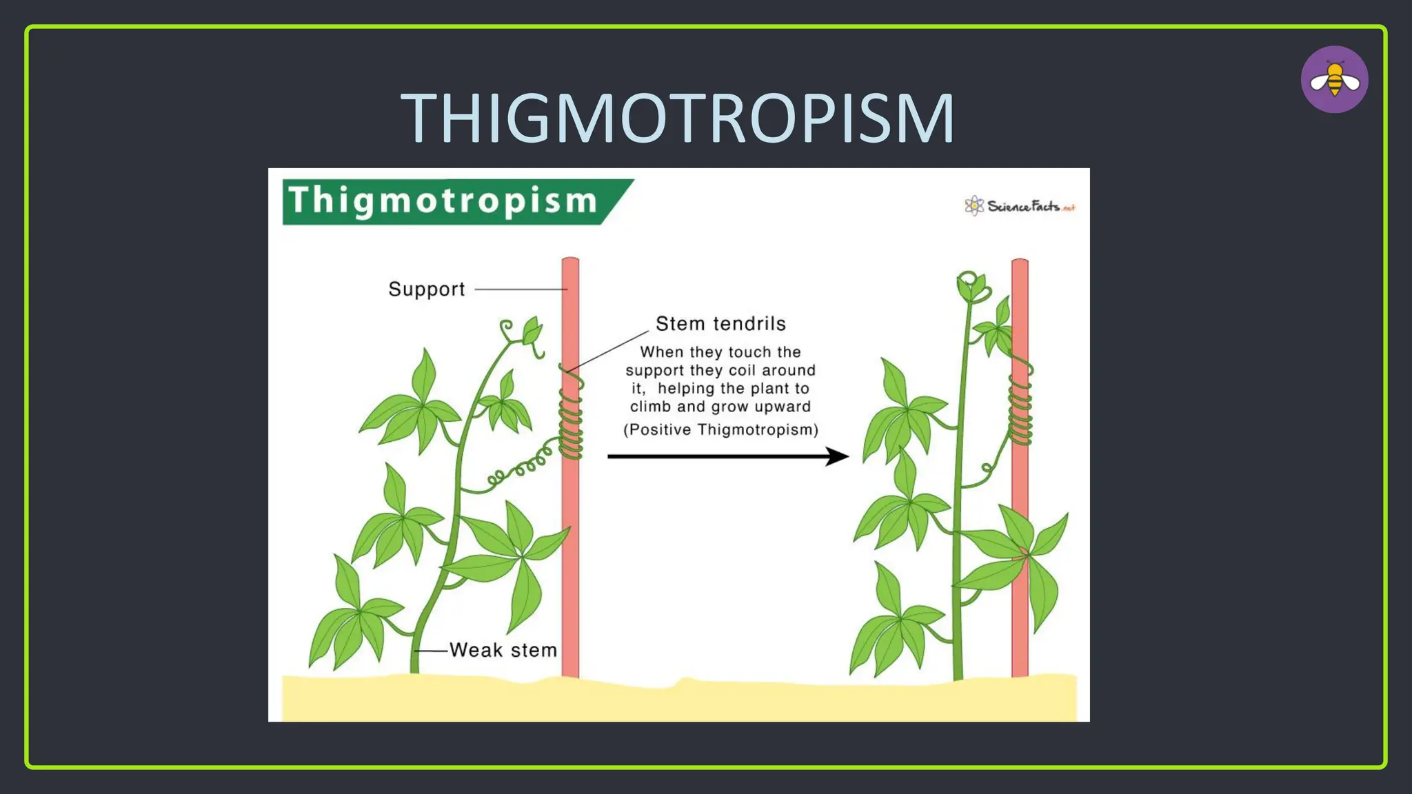 THIGMOTROPISM
 