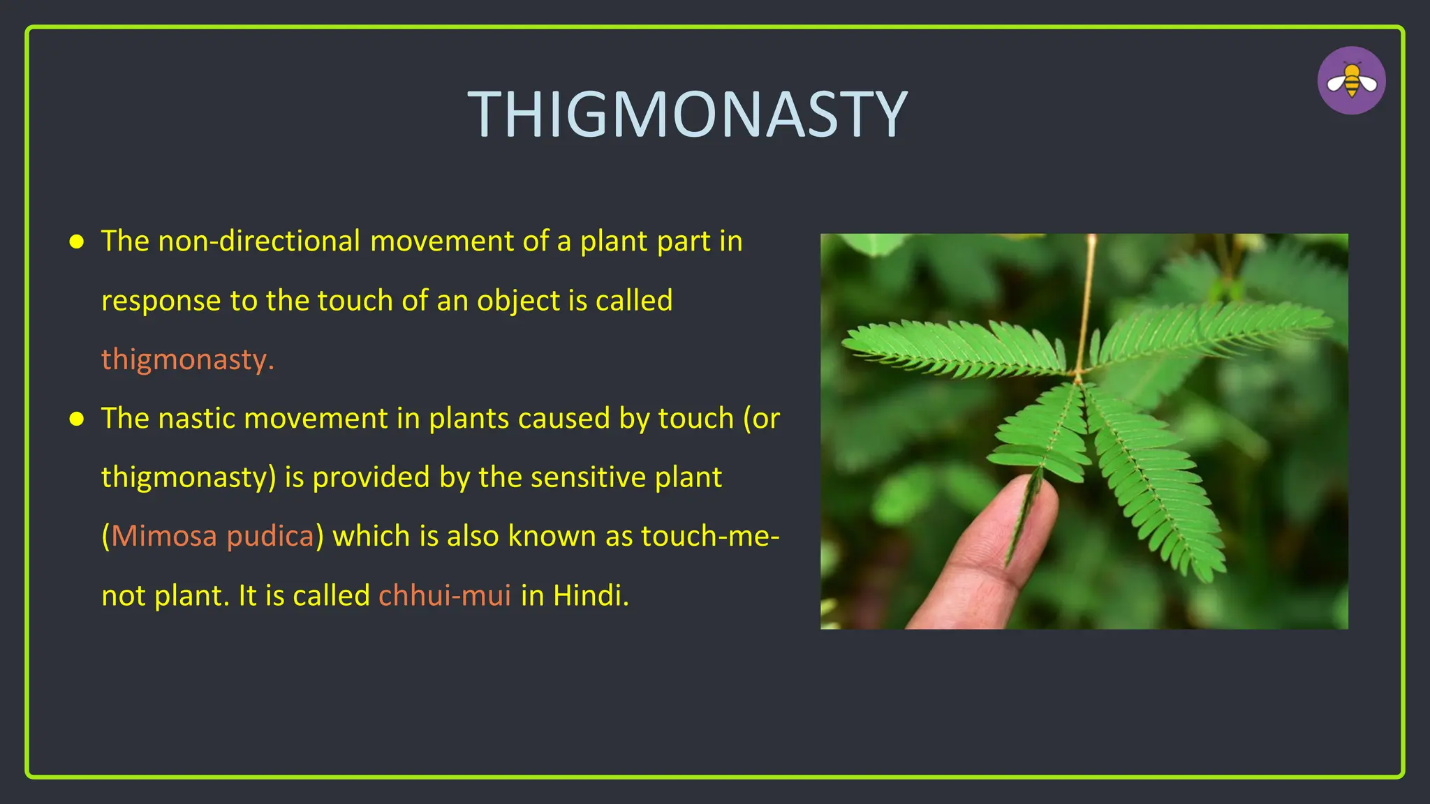 THIGMONASTY
● The non-directional movement of a plant part in
response to the touch of an object is called
thigmonasty.
● The nastic movement in plants caused by touch (or
thigmonasty) is provided by the sensitive plant
(Mimosa pudica) which is also known as touch-me-
not plant. It is called chhui-mui in Hindi.
 