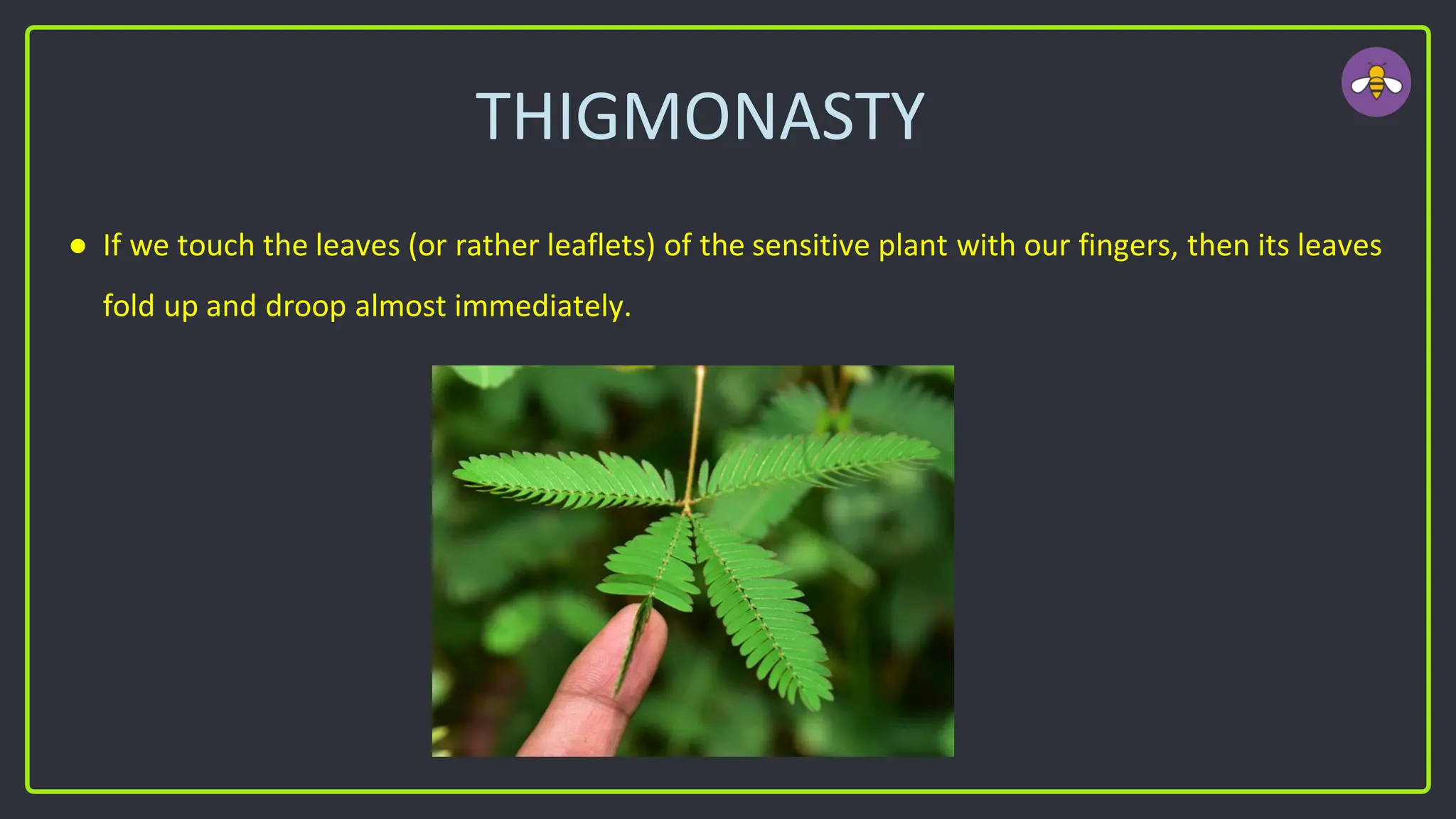 THIGMONASTY
● If we touch the leaves (or rather leaflets) of the sensitive plant with our fingers, then its leaves
fold up and droop almost immediately.
 