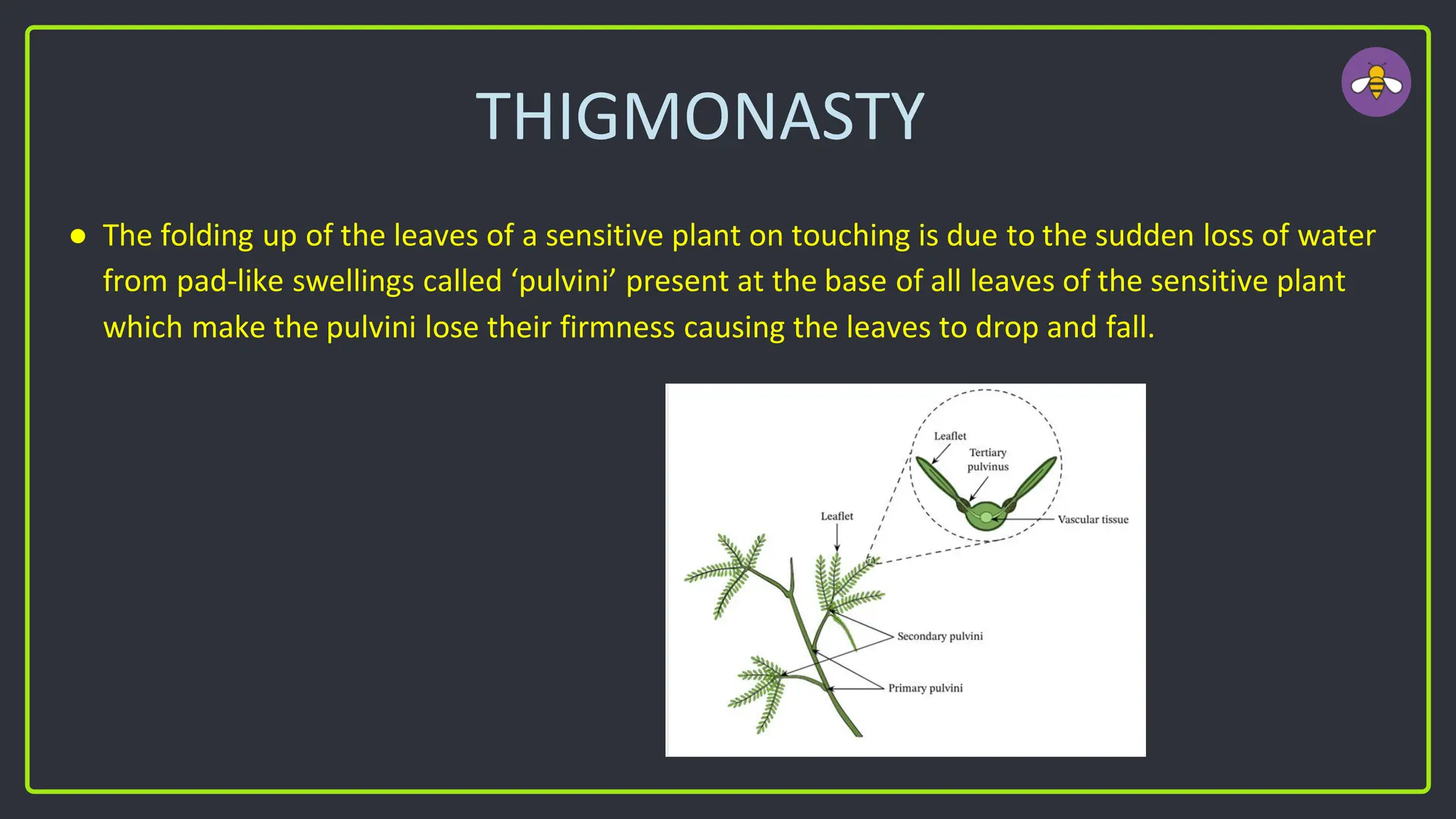 THIGMONASTY
● The folding up of the leaves of a sensitive plant on touching is due to the sudden loss of water
from pad-like swellings called ‘pulvini’ present at the base of all leaves of the sensitive plant
which make the pulvini lose their firmness causing the leaves to drop and fall.
 
