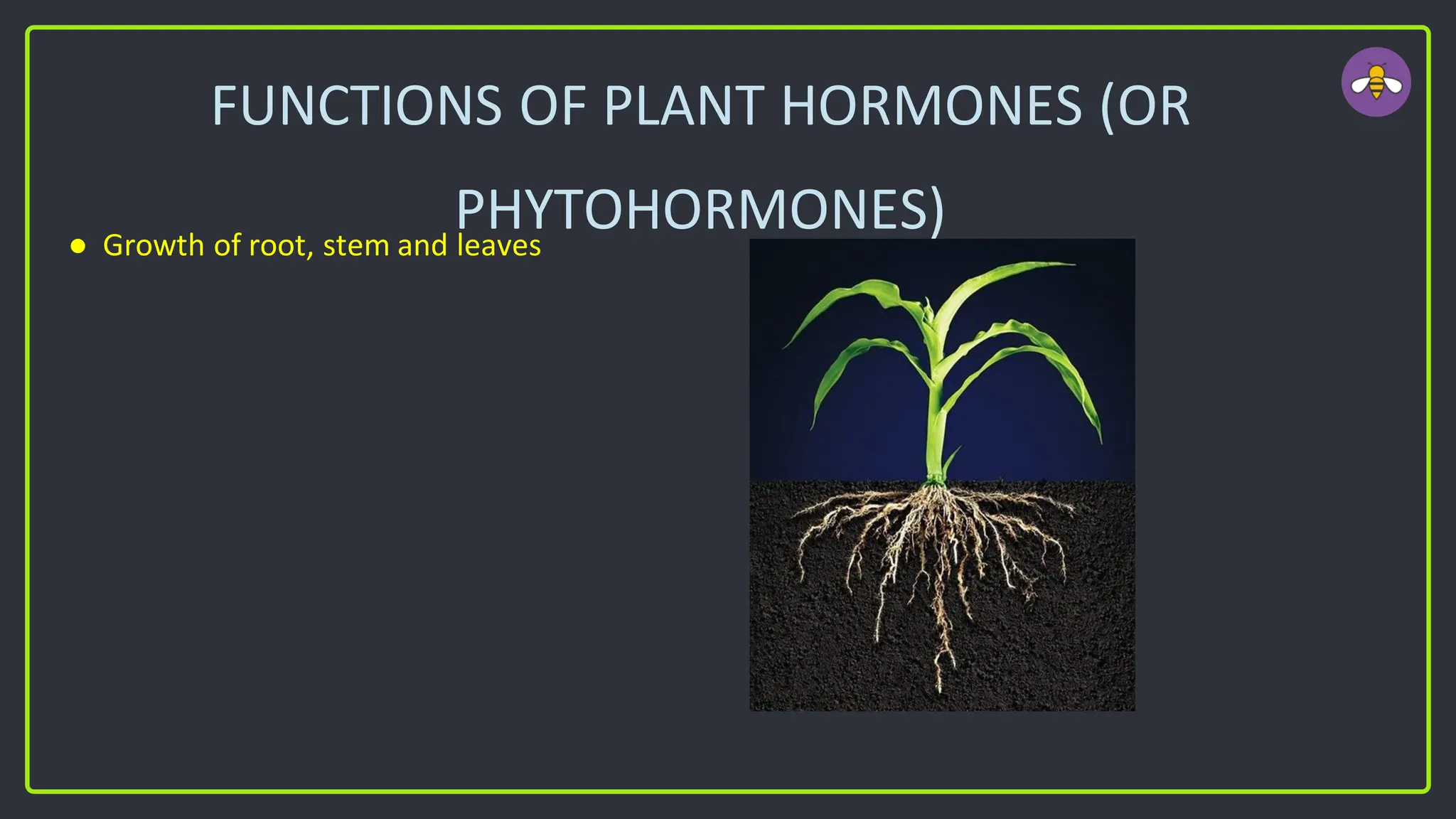 FUNCTIONS OF PLANT HORMONES (OR
PHYTOHORMONES)
● Growth of root, stem and leaves
 