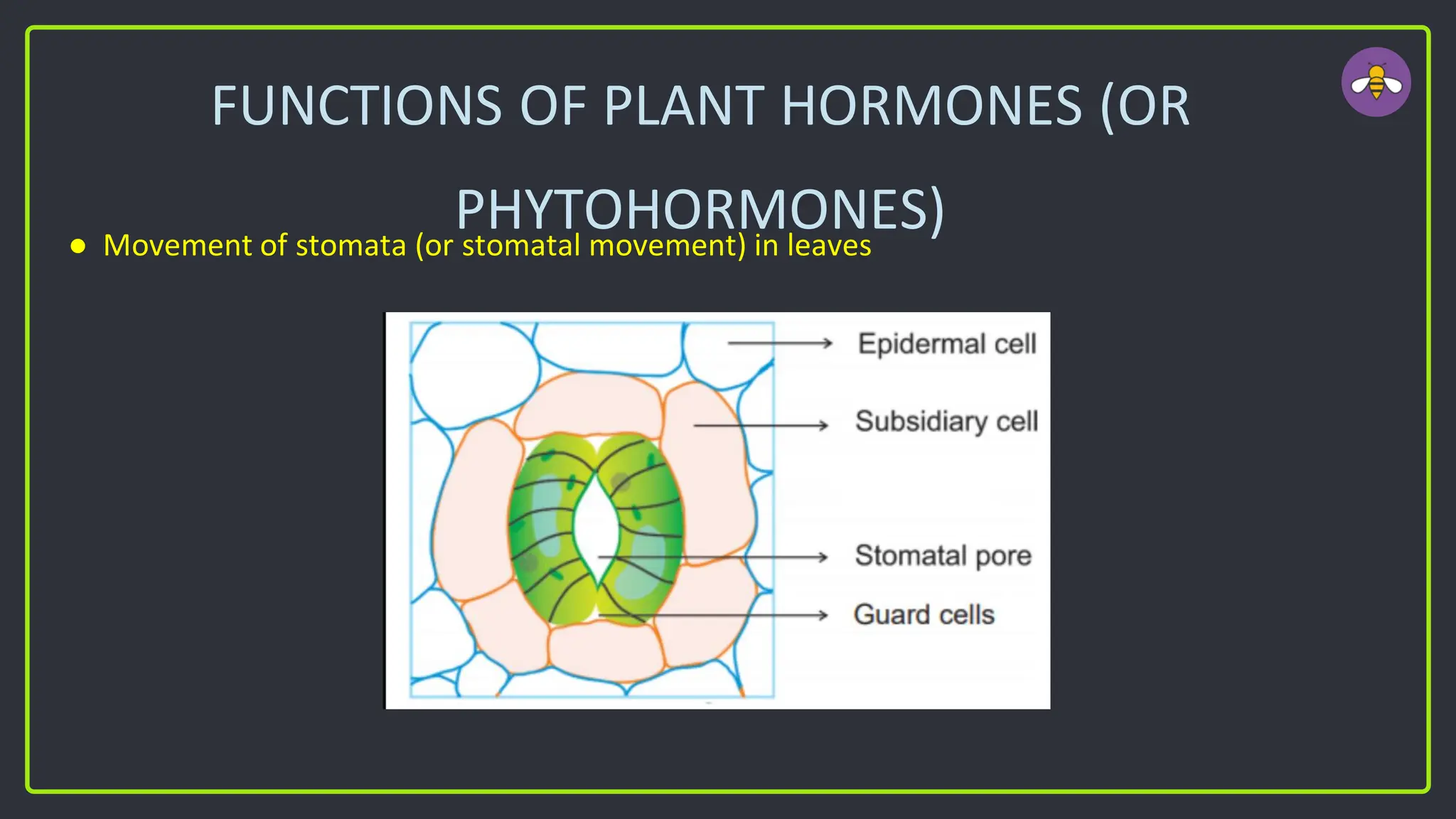 FUNCTIONS OF PLANT HORMONES (OR
PHYTOHORMONES)
● Movement of stomata (or stomatal movement) in leaves
 
