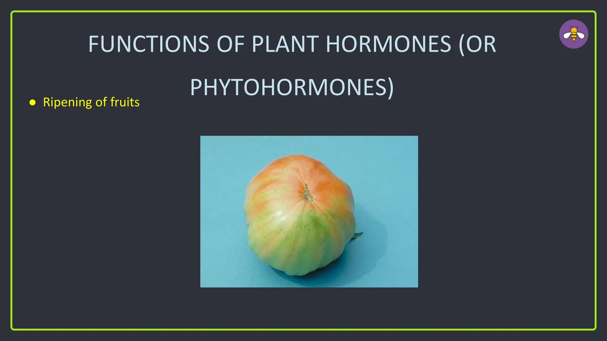 FUNCTIONS OF PLANT HORMONES (OR
PHYTOHORMONES)
● Ripening of fruits
 
